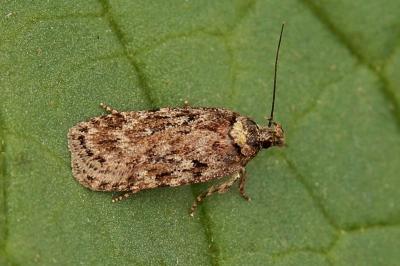 Depressaria douglasella