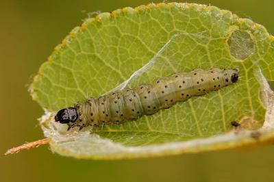 Hedya nubiferana