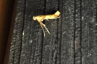 Caloptilia