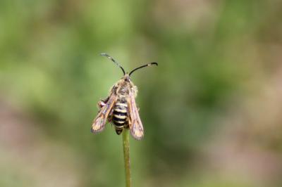 Bembecia