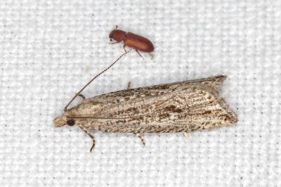 Bactra