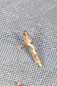 Caloptilia