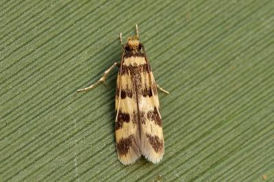 Autostichidae