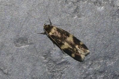 Oegoconia