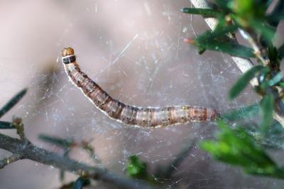 Parahyponomeuta egregiella