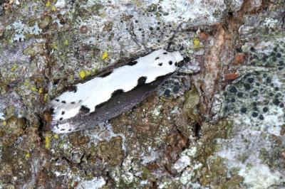 Ethmia bipunctella