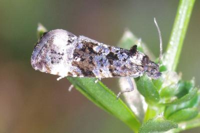 Endothenia