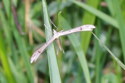 Stenoptilia