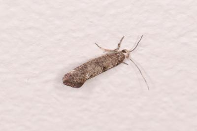 Swammerdamia caesiella