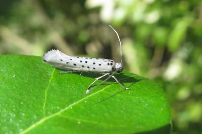 Yponomeuta sedella