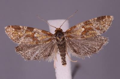 Aethes hartmanniana