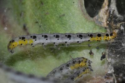 Yponomeuta sedella