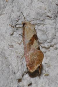 Cochylis