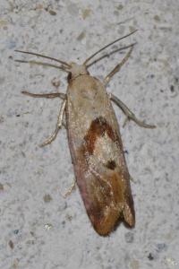 Cochylis