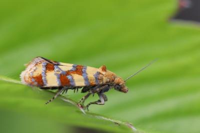 Aethes tesserana