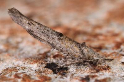 Zelleria oleastrella