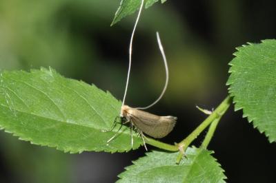 Nematopogon