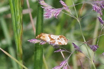 Aethes hartmanniana