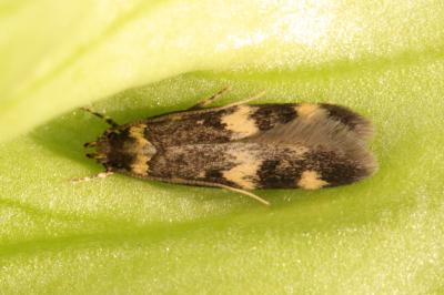 Oegoconia