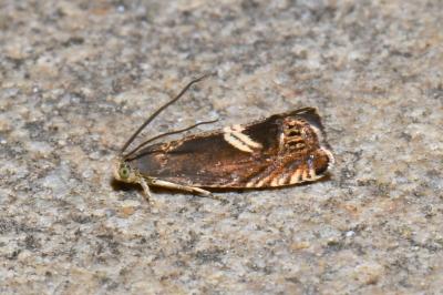 Grapholita discretana