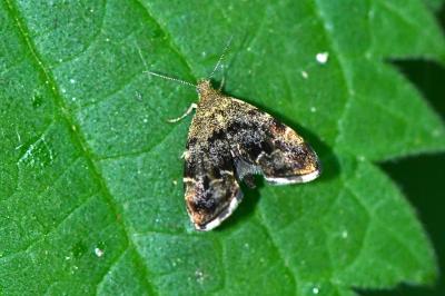 Anthophila fabriciana