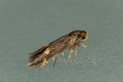 Borkhausenia minutella