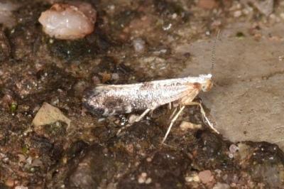 Argyresthia
