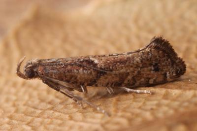 Acrolepiopsis