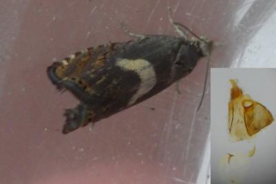 Dichrorampha petiverella