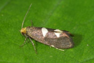 Incurvariidae
