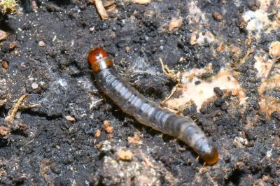 Harpella forficella