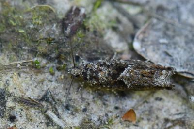 Epinotia immundana