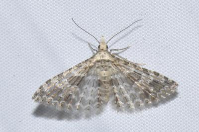 Alucita zonodactyla