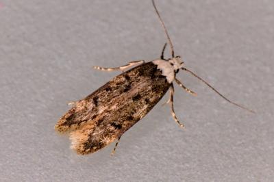 Endrosis sarcitrella
