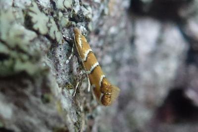 Cameraria ohridella