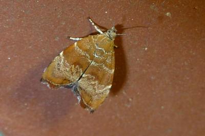 Choreutidae