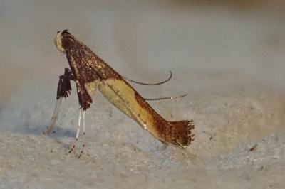Caloptilia
