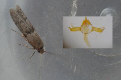 Blastobasis phycidella