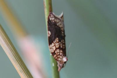 Acleris rhombana