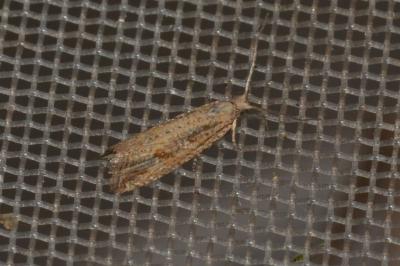 Bactra