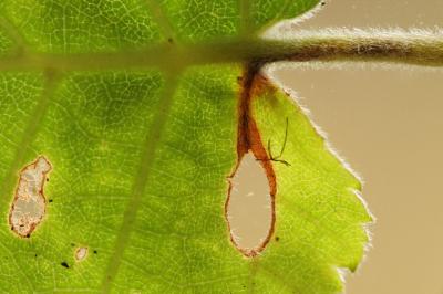 Heliozela hammoniella