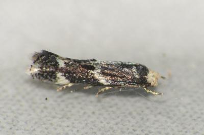 Elachista stabilella