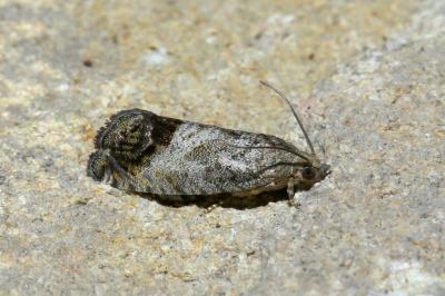 Cydia splendana