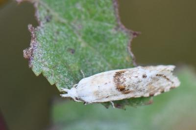 Cochylimorpha
