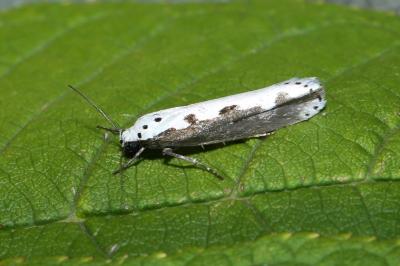 Ethmia bipunctella