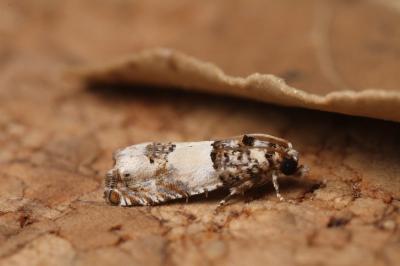 Epinotia thapsiana