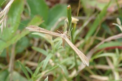 Stenoptilia
