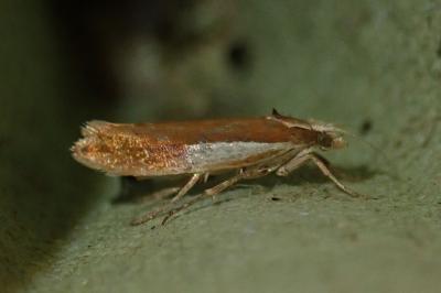 Ypsolopha parenthesella