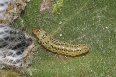 Choreutis nemorana