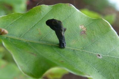 Coleophora currucipennella